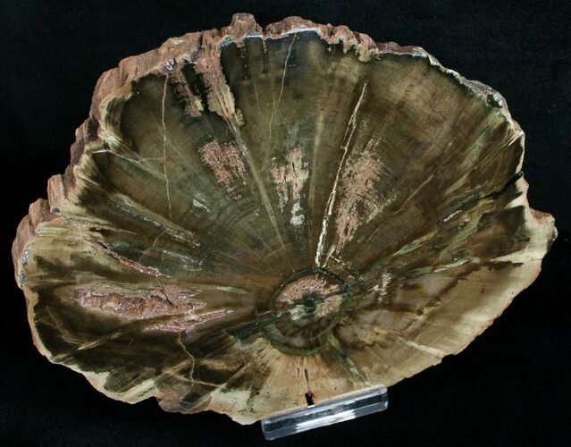 Zimbabwe Petrified Wood Slab - x #6258